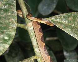 Cat-eyed Snake (Leptodeira annulatus)