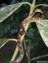 Cat-eyed Snake (Leptodeira annulatus)