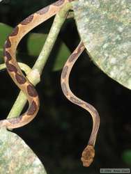 Cat-eyed Snake (Leptodeira annulatus)