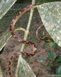 Cat-eyed Snake (Leptodeira annulatus)