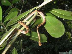 Cat-eyed Snake (Leptodeira annulatus)