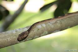 Cat-eyed Snake (Leptodeira annulatus)