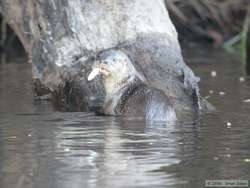 With the day very nearly gone, a Southern River Otter (Lutra longicaudis) gave us a nice farewell by catching a fish for us.