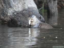 With the day very nearly gone, a Southern River Otter (Lutra longicaudis) gave us a nice farewell by catching a fish for us.