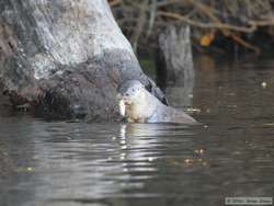 With the day very nearly gone, a Southern River Otter (Lutra longicaudis) gave us a nice farewell by catching a fish for us.