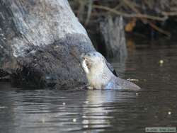 With the day very nearly gone, a Southern River Otter (Lutra longicaudis) gave us a nice farewell by catching a fish for us.