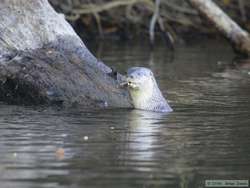 With the day very nearly gone, a Southern River Otter (Lutra longicaudis) gave us a nice farewell by catching a fish for us.