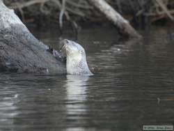 With the day very nearly gone, a Southern River Otter (Lutra longicaudis) gave us a nice farewell by catching a fish for us.