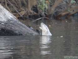 With the day very nearly gone, a Southern River Otter (Lutra longicaudis) gave us a nice farewell by catching a fish for us.