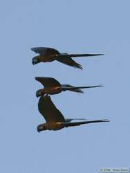 Blue-winged Macaw (Ara maracana)