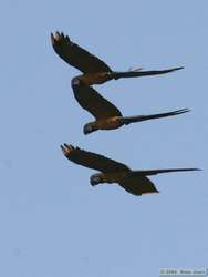 Blue-winged Macaw (Ara maracana)