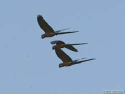 Blue-winged Macaw (Ara maracana)