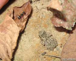 Look at the size of the ant compared to the size of the frog!