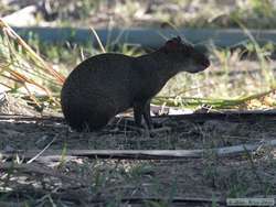 Azara's Agouti   (Dasyprocta azarae)