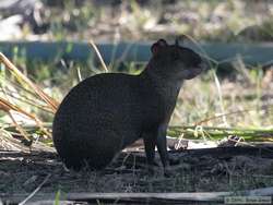 Azara's Agouti   (Dasyprocta azarae)