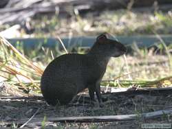 Azara's Agouti   (Dasyprocta azarae)