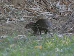 Azara's Agouti   (Dasyprocta azarae)