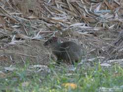 Azara's Agouti   (Dasyprocta azarae)