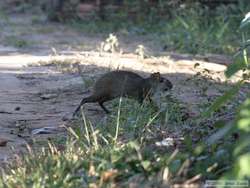 Azara's Agouti   (Dasyprocta azarae)