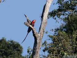 Scarlet Macaw (Ara macao)