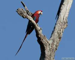 Scarlet Macaw (Ara macao)