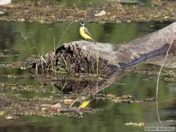 Social Flycatcher  (Myiozetetes similis)