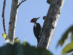 Lineated Woodpecker   (Dryocopus lineatus)