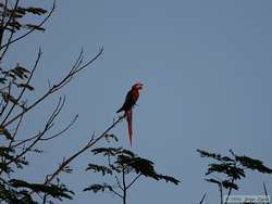 Scarlet Macaw (Ara macao)
