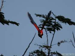 Scarlet Macaw (Ara macao) in flight
