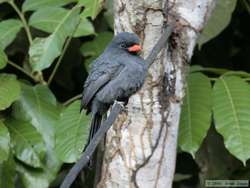 Black-fronted Nunbird (Monasa nigrifrons)