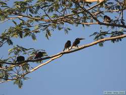 Chestnut-eared Araçari (Pteroglossus castanotis)