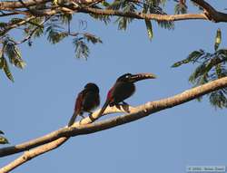 Chestnut-eared Araçari (Pteroglossus castanotis)