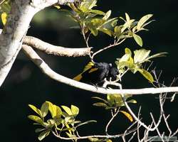 Yellow-rumped Cacique (Cacicus cela) flashing it's tail.