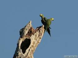 Red-bellied Macaw   (Ara manilata)