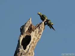 Red-bellied Macaw   (Ara manilata)