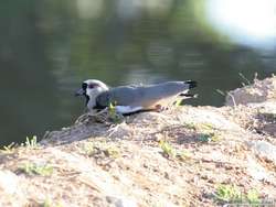 Southern Lapwing   (Vanellus chilensis)