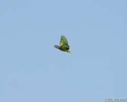 Blue-headed Parrot (Pionus menstruus)