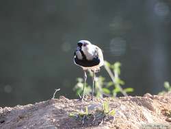 Southern Lapwing   (Vanellus chilensis)