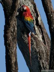 Scarlet Macaw (Ara macao) exploring a potential nest cavity.