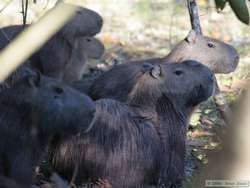  Capybara  (Hydrochaeris hydrochaeris)