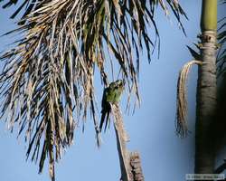 Chestnut-fronted Macaw (Ara severa)