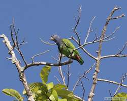 Blue-headed Parrot (Pionus menstruus)