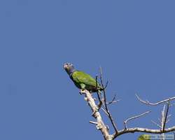 Blue-headed Parrot (Pionus menstruus)