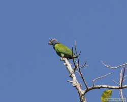 Blue-headed Parrot (Pionus menstruus)