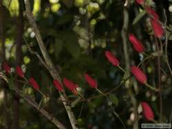 Cool flowering vine.