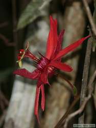 Beautiful big flower.