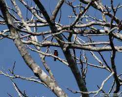 Yellow-tufted Woodpecker   (Melanerpes cruentatus)