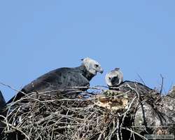 Male (left) and Female (right) Harpy Eagle (Harpia harpyja)