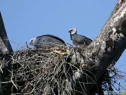 Male (left) and Female (right) Harpy Eagle (Harpia harpyja)