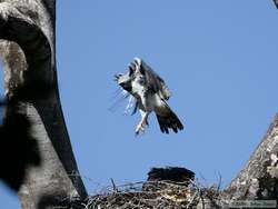 Harpy Eagle (Harpia harpyja) in flight.